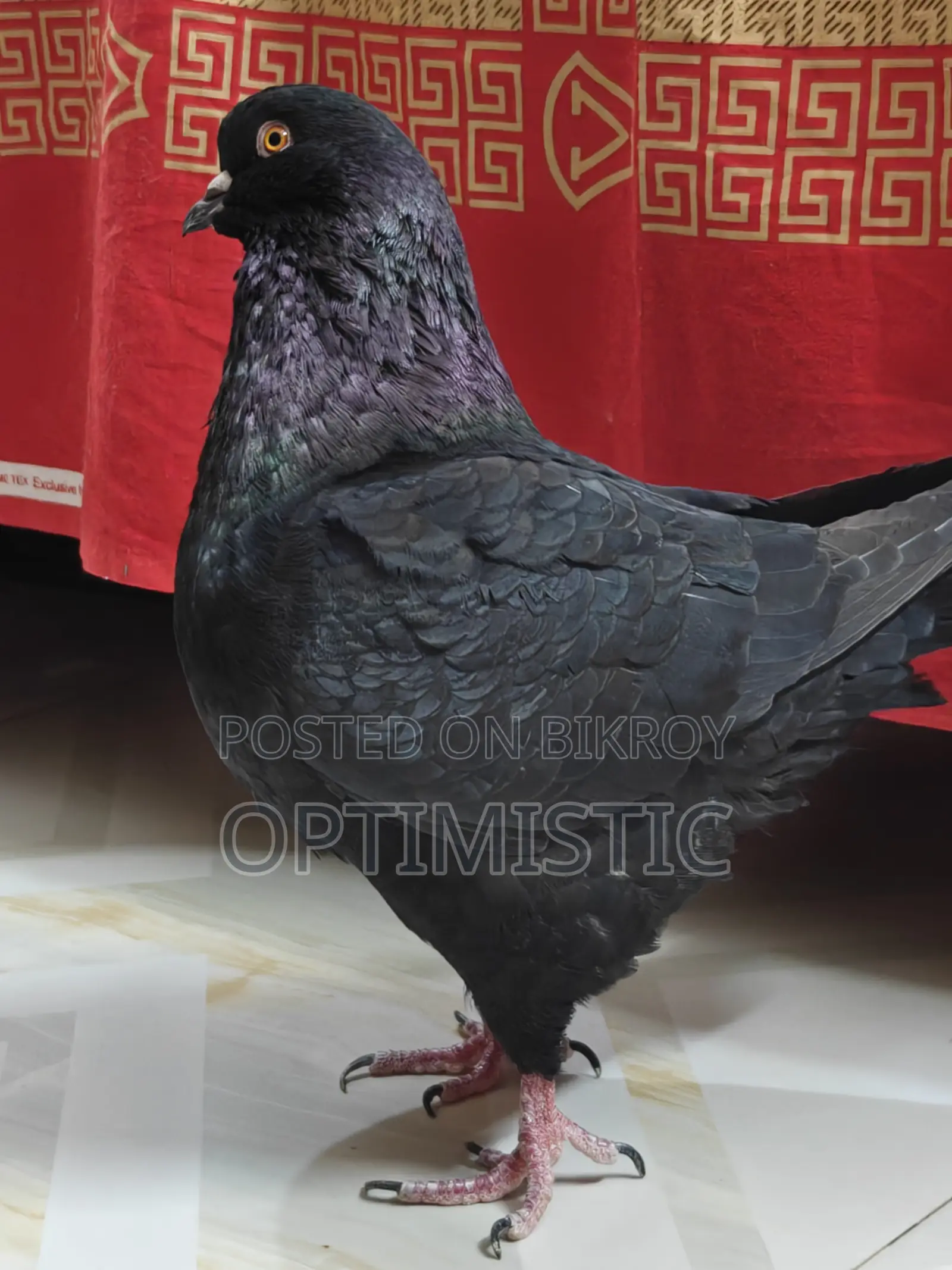 King Pigeon