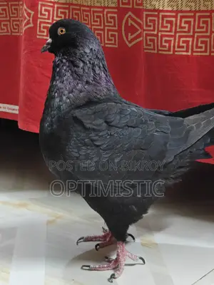 King Pigeon