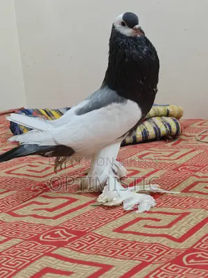 Poter Pigeon