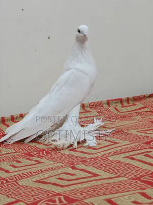 Poter Pigeon