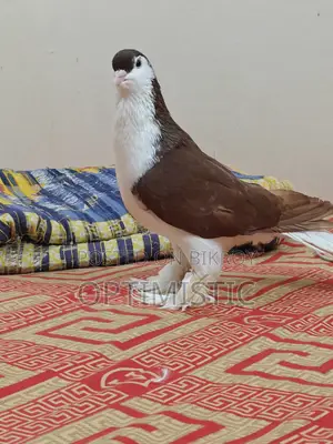 Siraji Pigeon