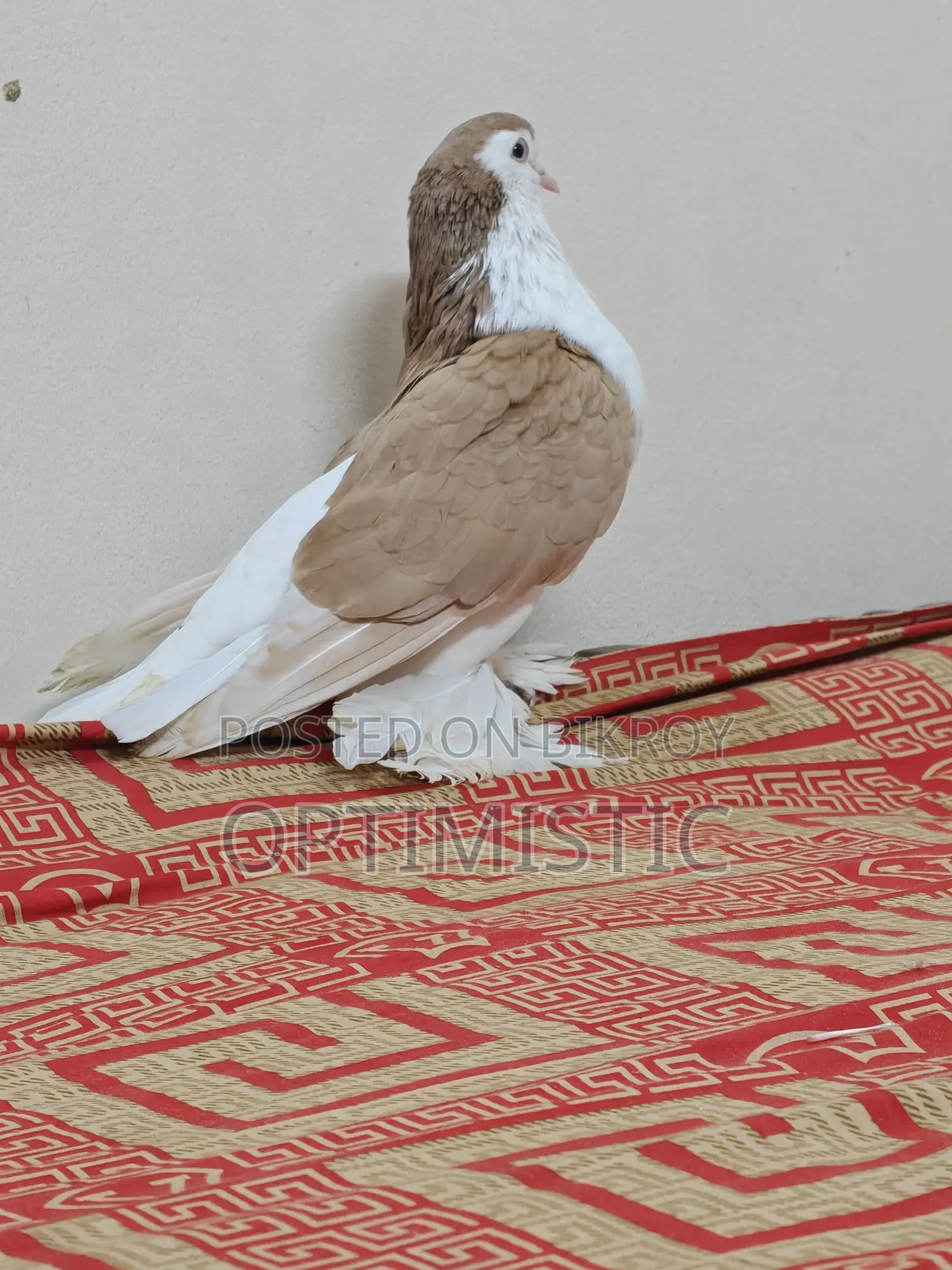Siraji Pigeon