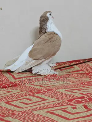 Siraji Pigeon