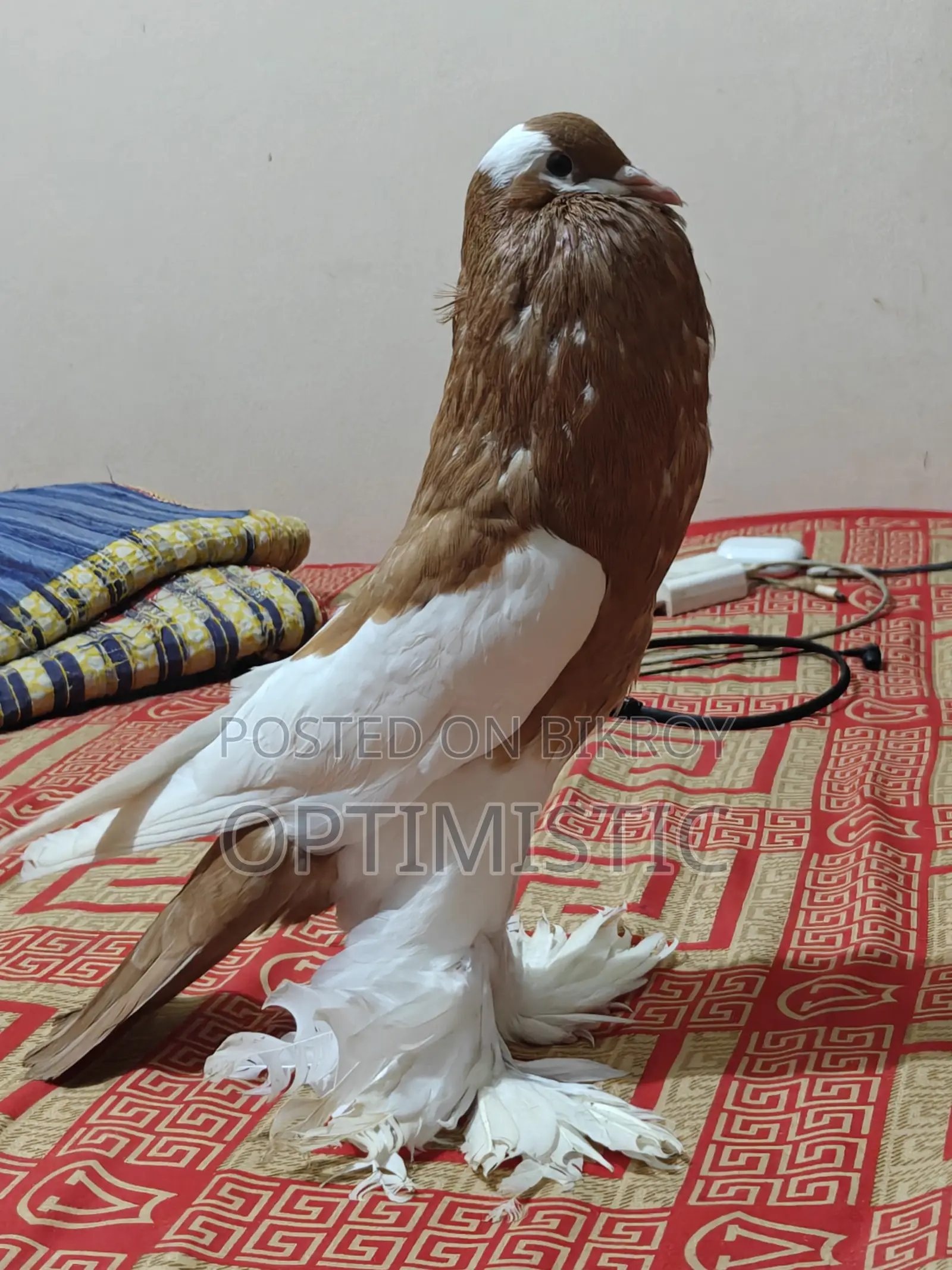 Poter Pigeon