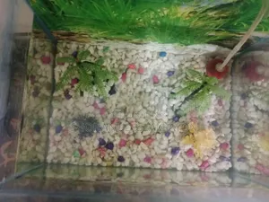 The aquarium will be sold.
