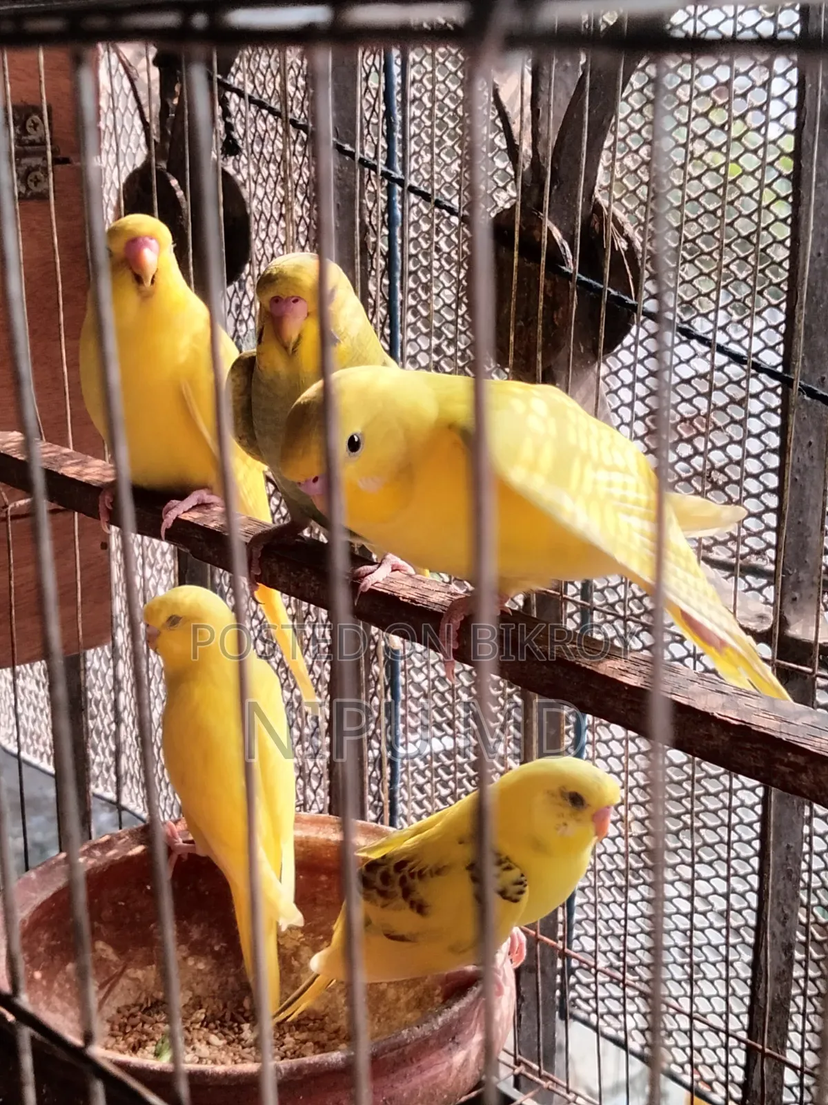 Budgerigar, Cockatiel, Finch in detailed description.