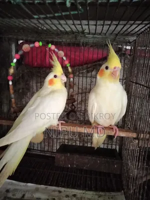 Budgerigar, Cockatiel, Finch in detailed description.