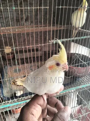 Budgerigar, Cockatiel, Finch in detailed description.