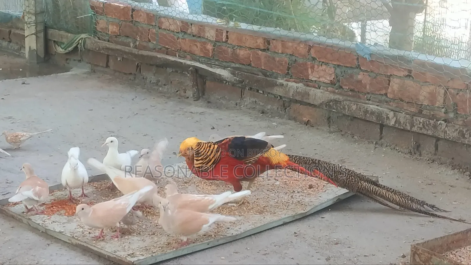 Diamond Dove, Australian Dove & Pheasant Male