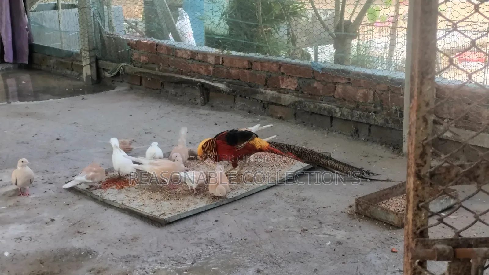 Diamond Dove, Australian Dove & Pheasant Male