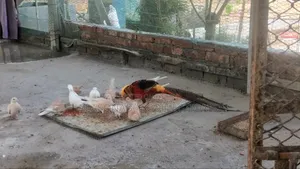 Diamond Dove, Australian Dove & Pheasant Male