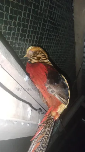 Diamond Dove, Australian Dove & Pheasant Male