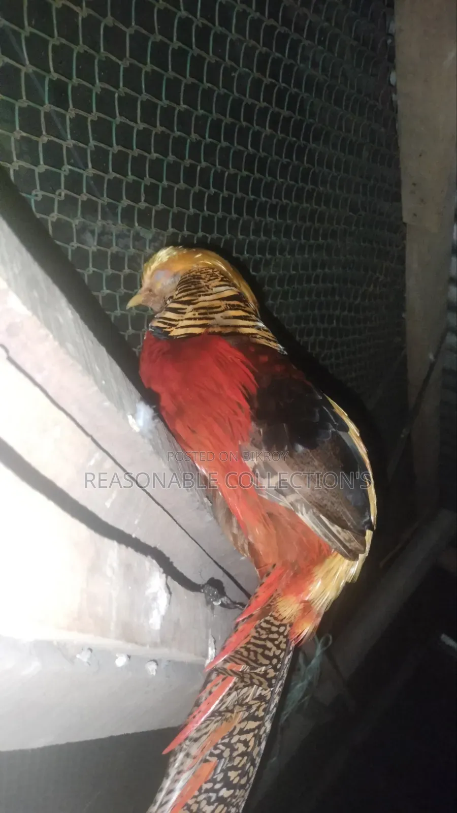 Diamond Dove, Australian Dove & Pheasant Male
