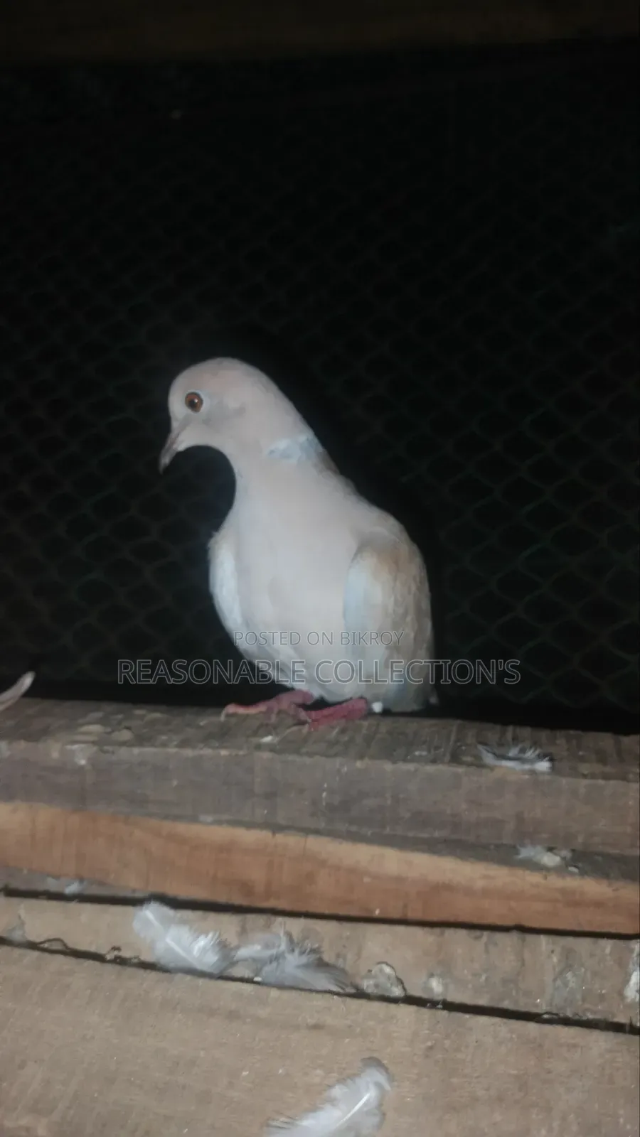 Diamond Dove, Australian Dove & Pheasant Male