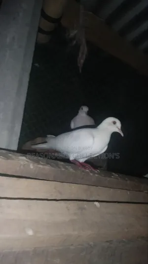 Diamond Dove, Australian Dove & Pheasant Male