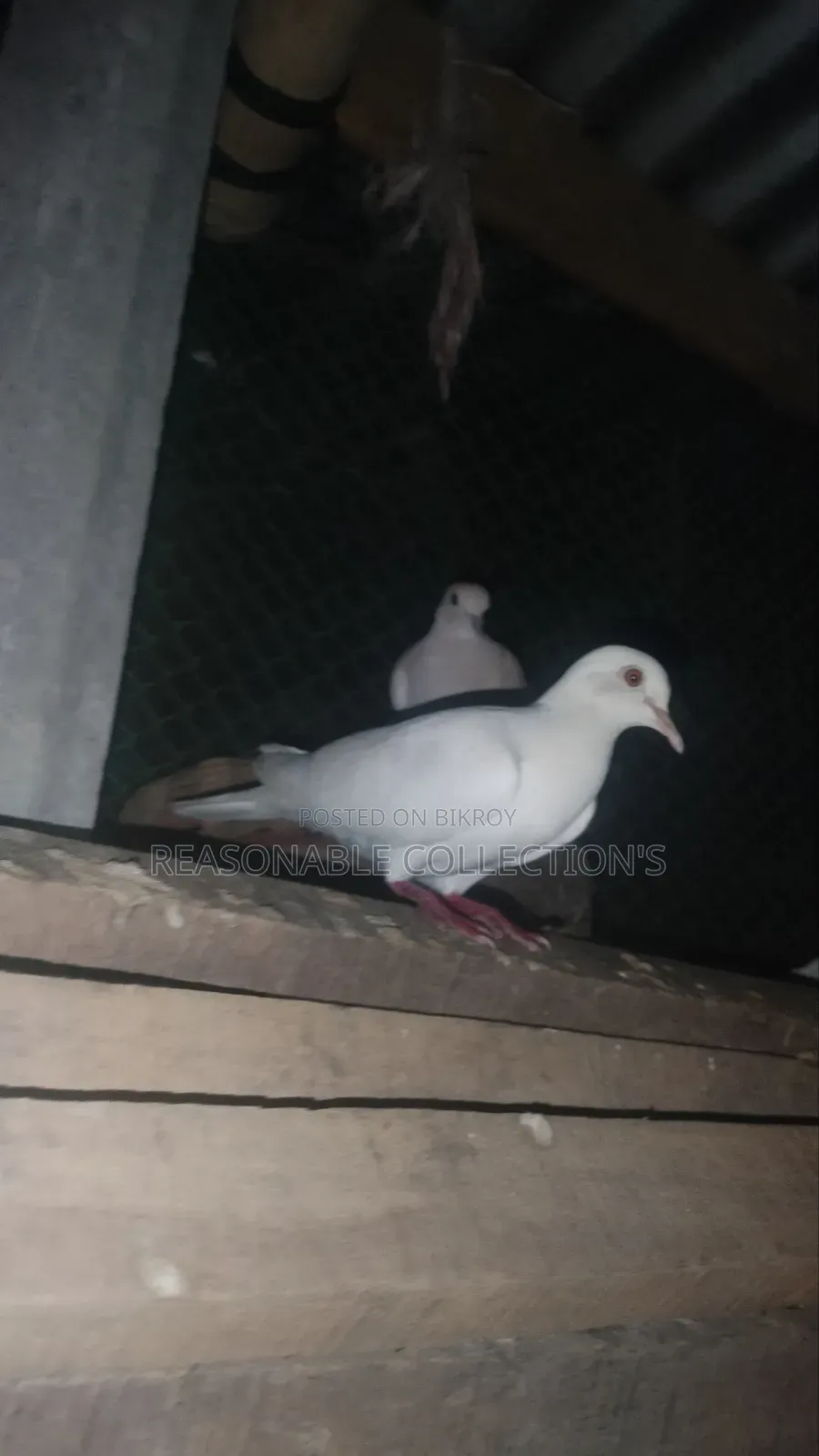 Diamond Dove, Australian Dove & Pheasant Male