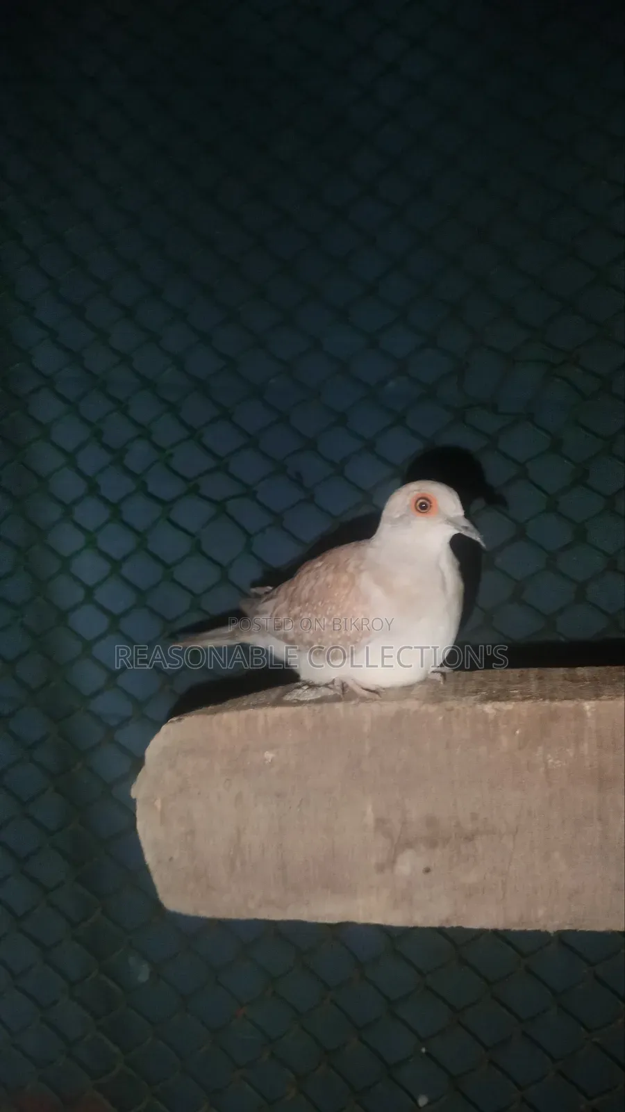 Diamond Dove, Australian Dove & Pheasant Male