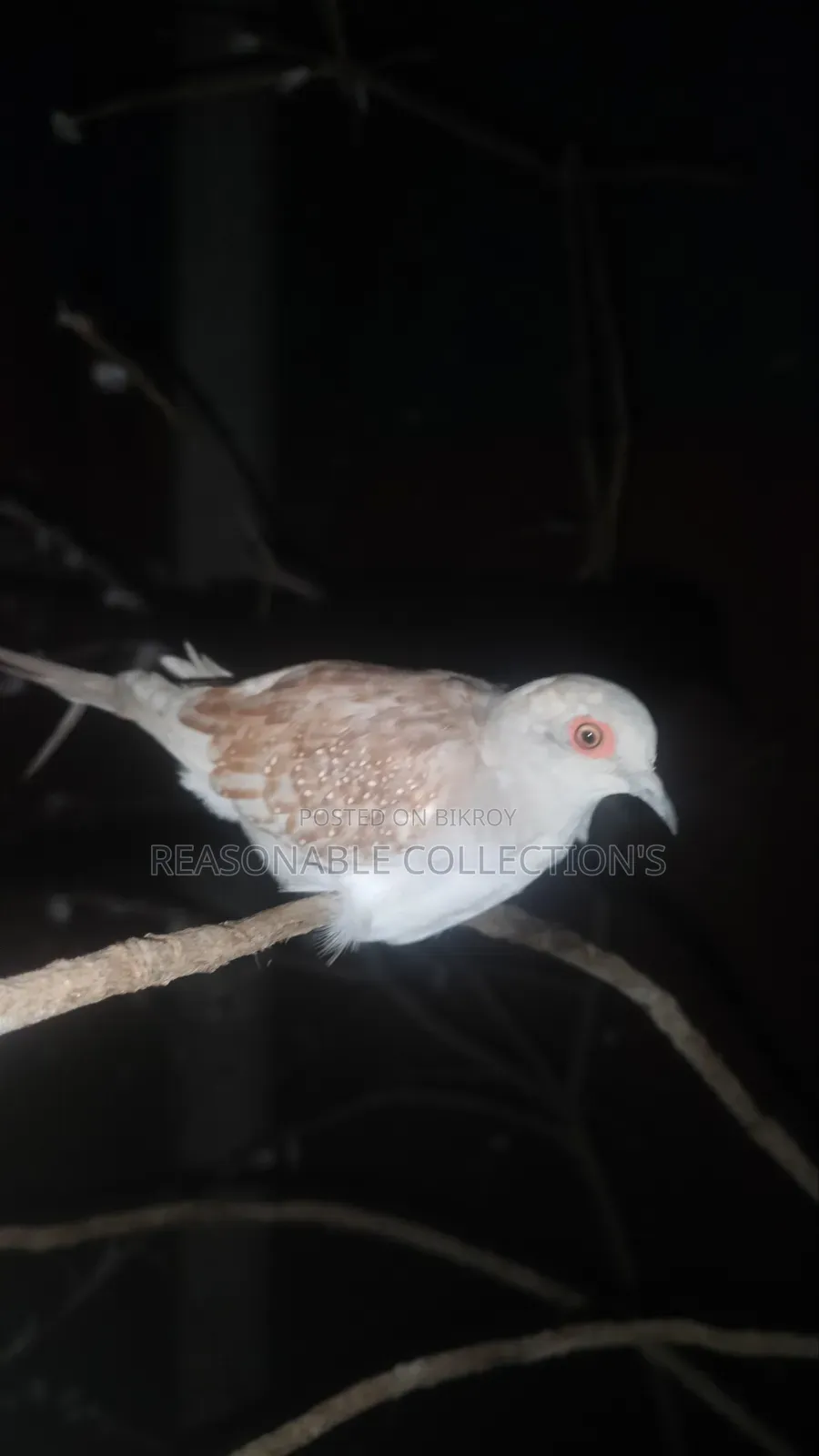 Diamond Dove, Australian Dove & Pheasant Male