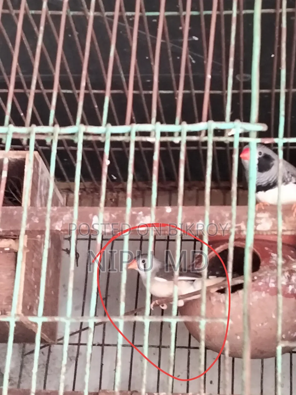 Budgerigar, Cockatiel, Finch in detailed description.