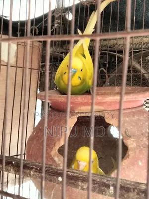 Budgerigar, Cockatiel, Finch in detailed description.