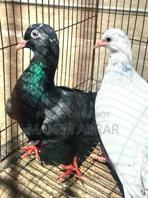 High Flyer Pigeon For Sale