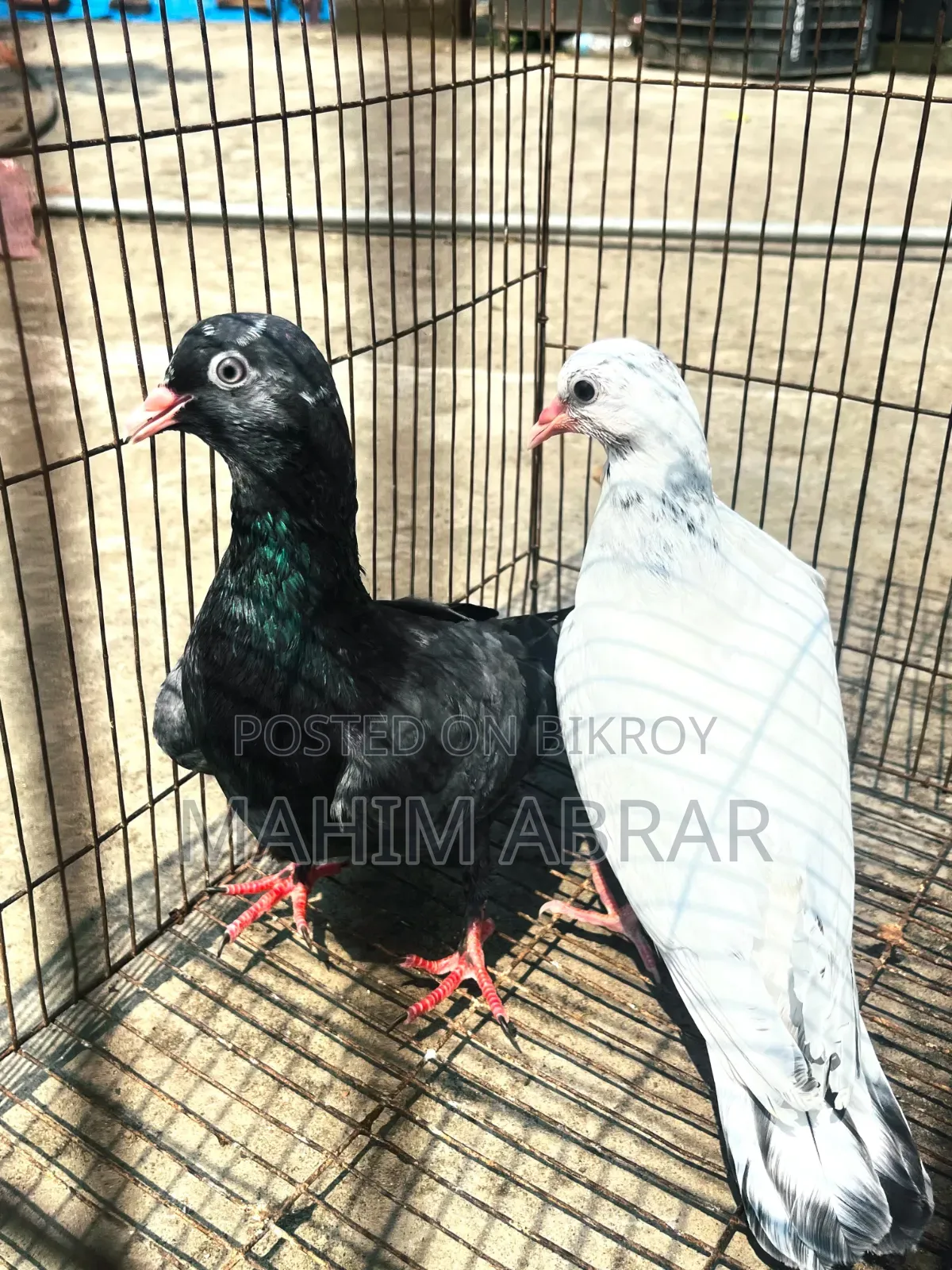 High Flyer Pigeon For Sale