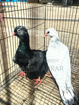 High Flyer Pigeon For Sale