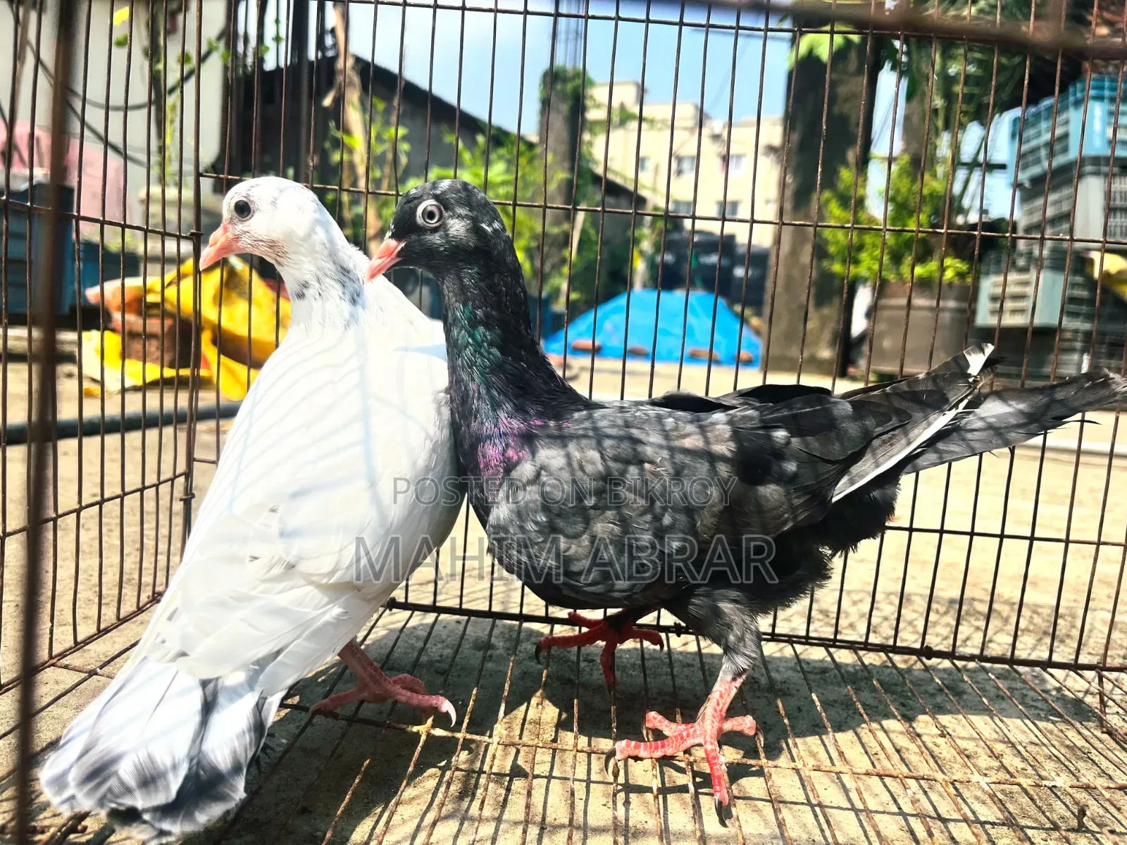 High Flyer Pigeon For Sale