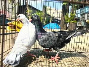 High Flyer Pigeon For Sale