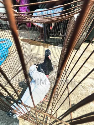 High Flyer Pigeon For Sale