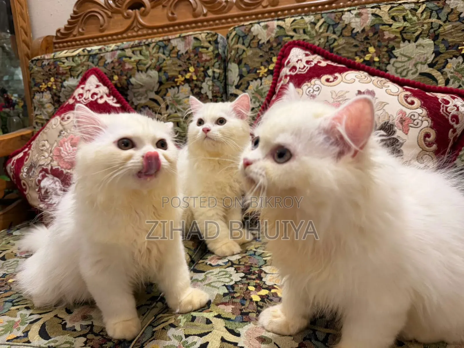 3-6 months Male Purebred Persian