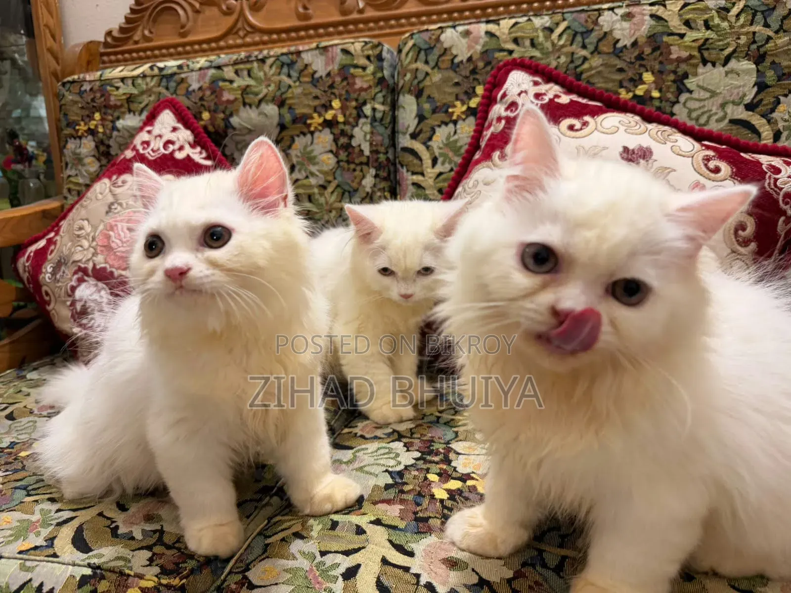 3-6 months Male Purebred Persian