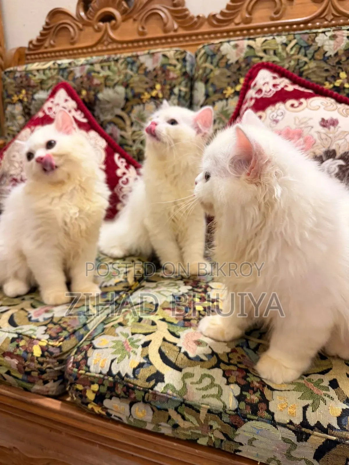 3-6 months Male Purebred Persian