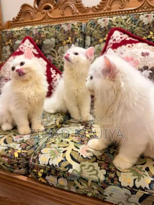 3-6 months Male Purebred Persian