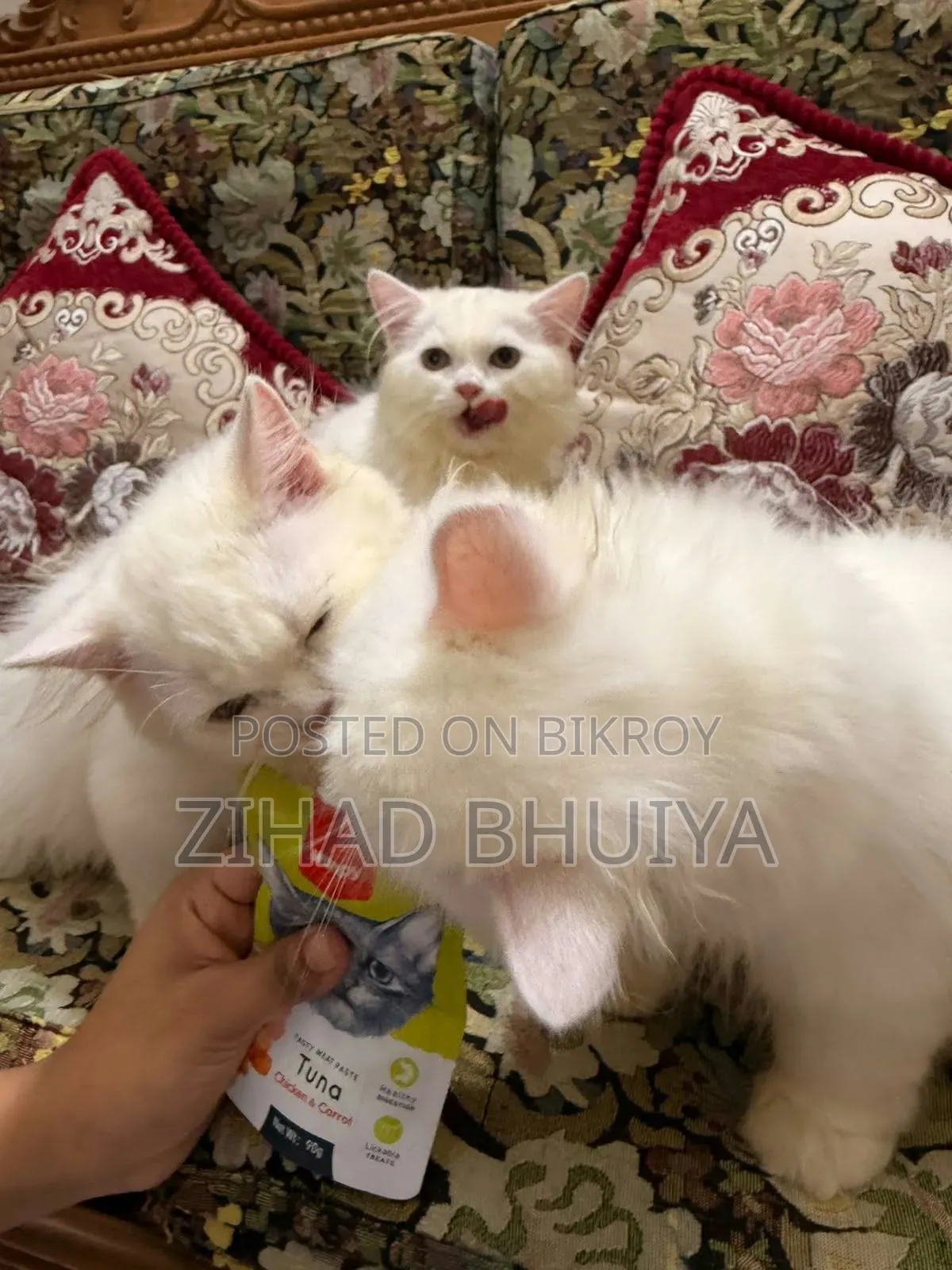3-6 months Male Purebred Persian