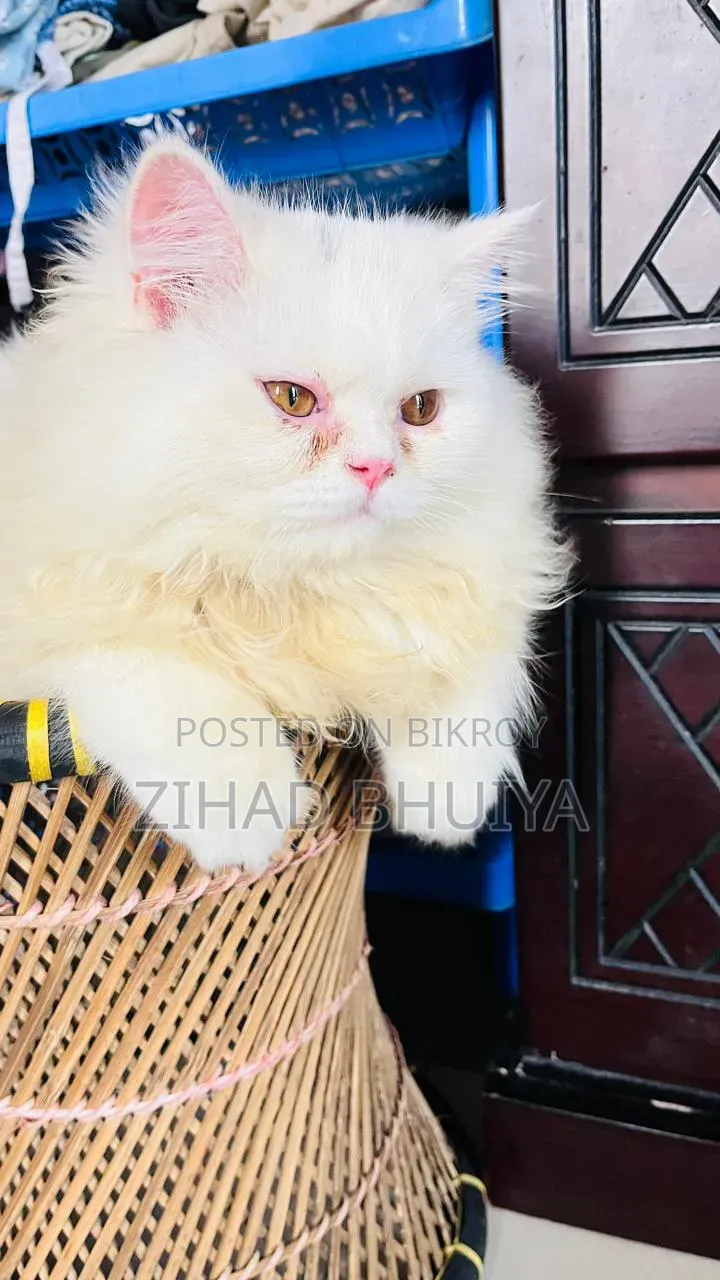 6-12 months Male Purebred Persian