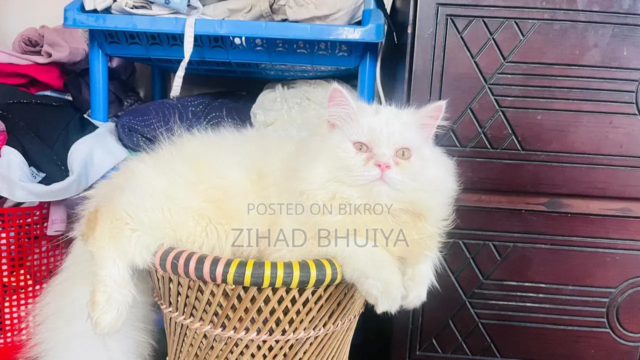 6-12 months Male Purebred Persian