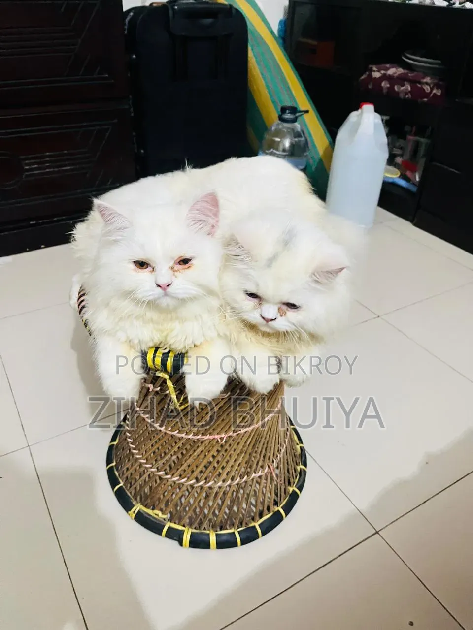6-12 months Male Purebred Persian