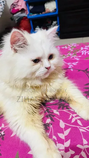 6-12 months Male Purebred Persian