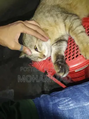 1+ year Male Mixed Breed Cat