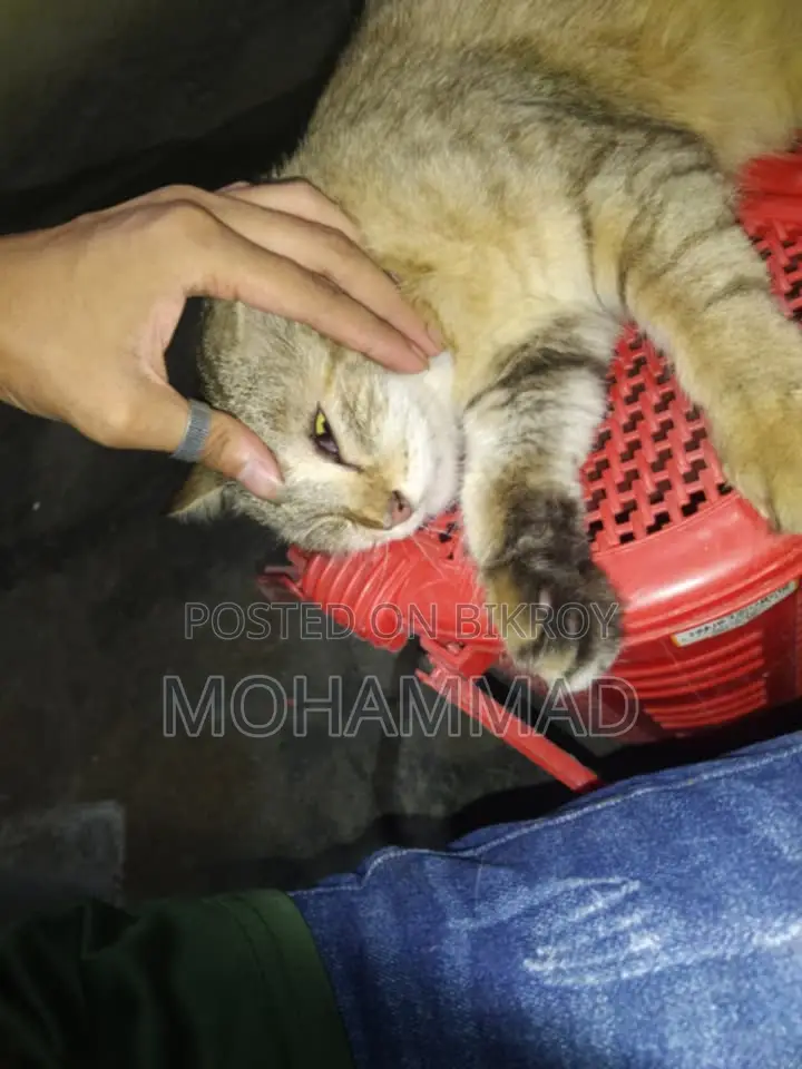 1+ year Male Mixed Breed Cat