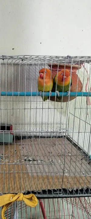 Green Opaline