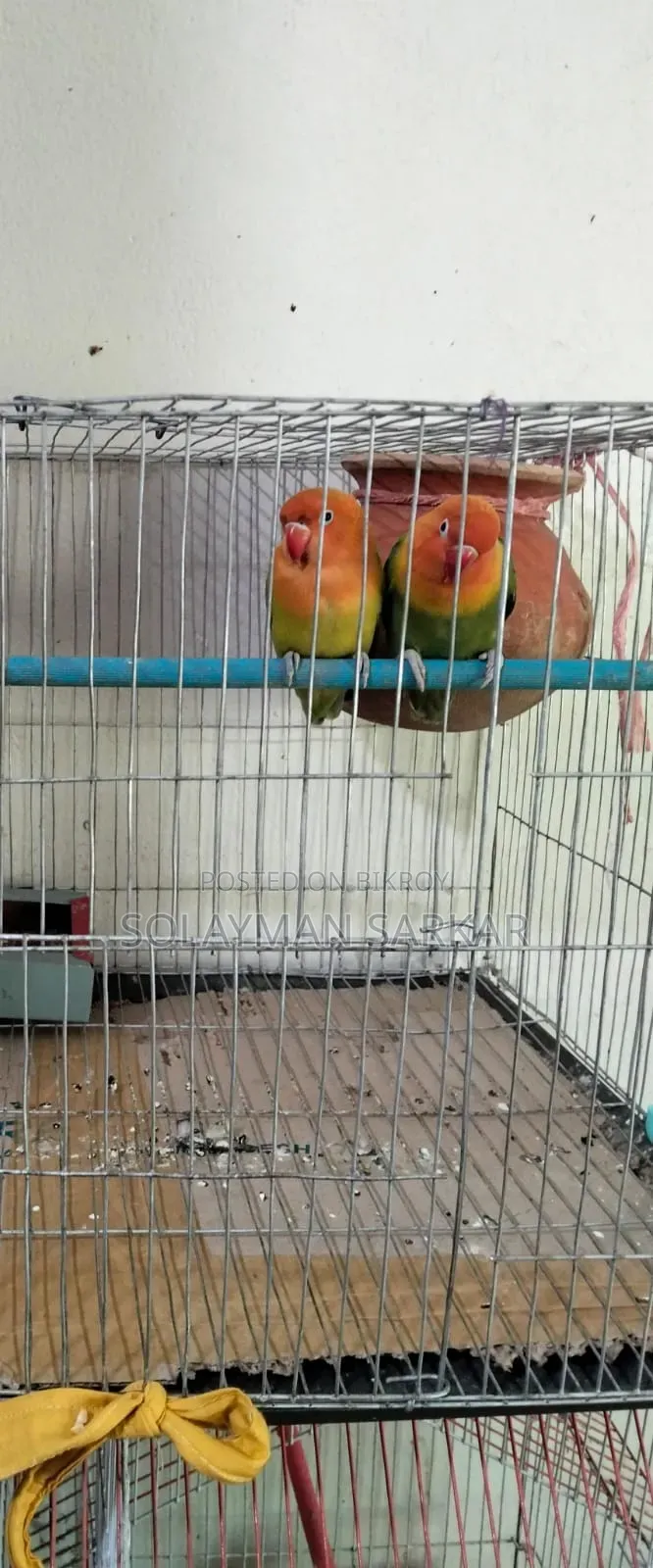 Green Opaline