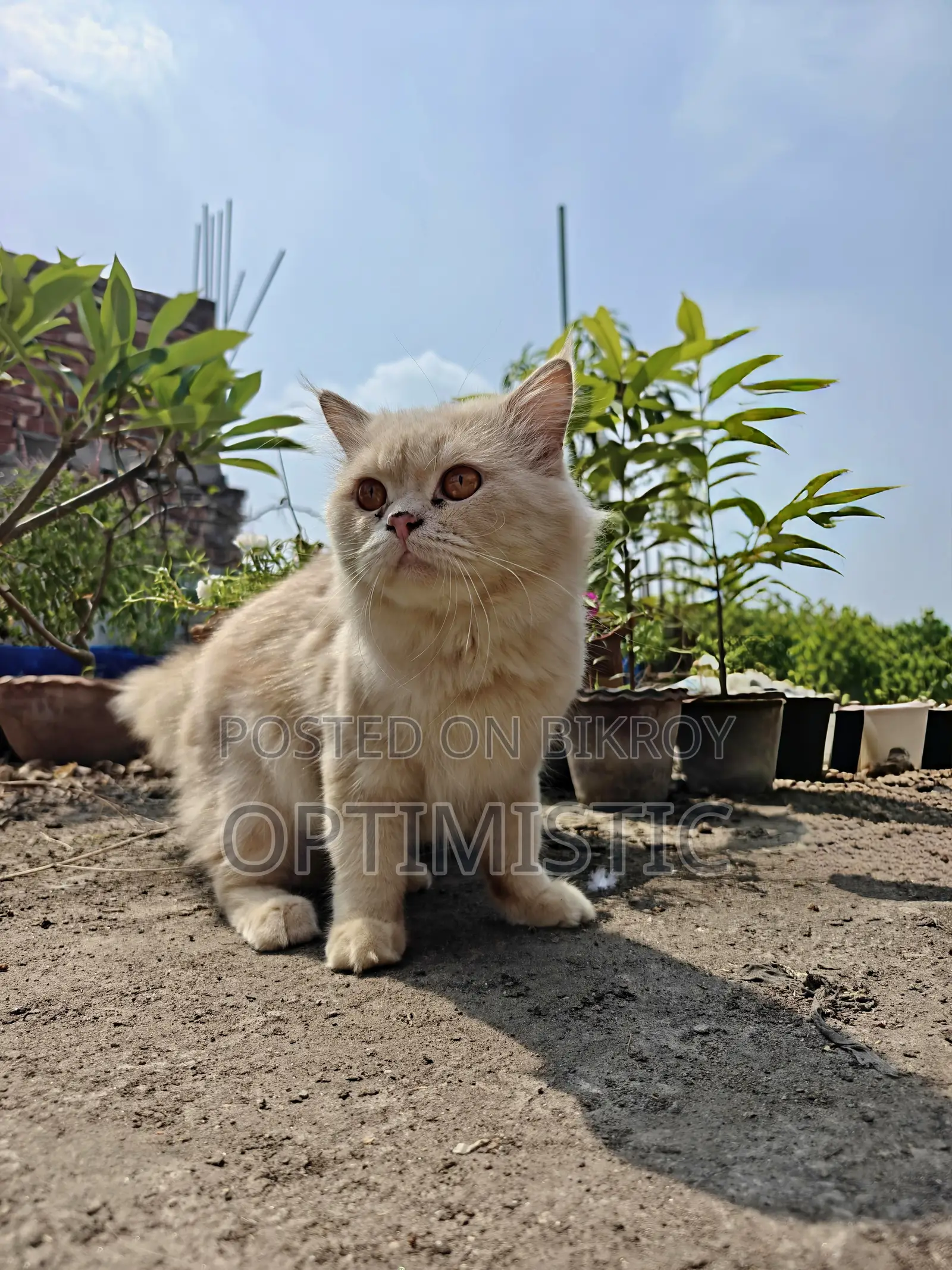 1+ year Male Purebred Persian