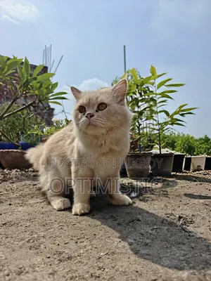 1+ year Male Purebred Persian
