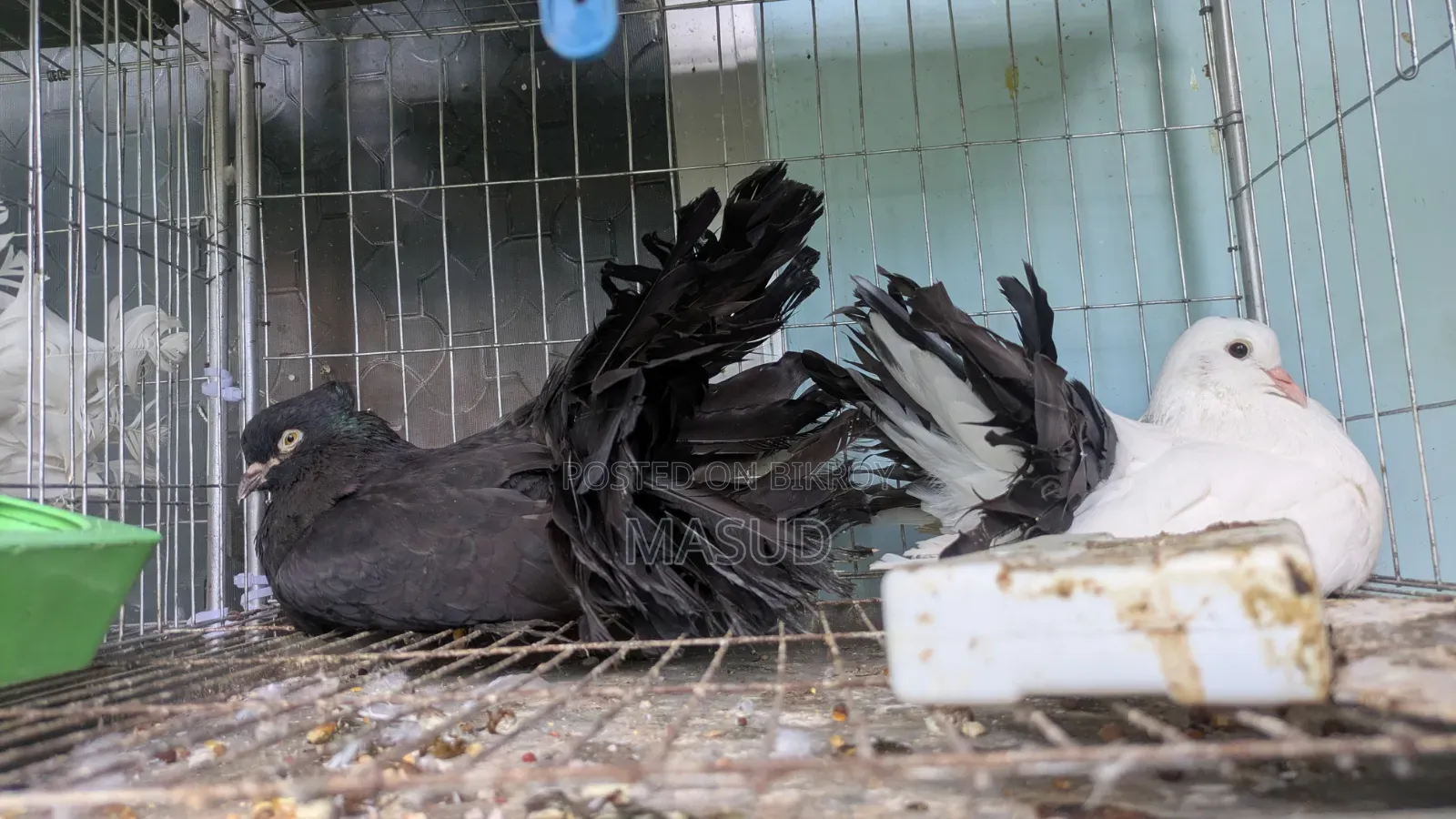 Some good quality fancy pigeons for sale