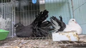 Some good quality fancy pigeons for sale