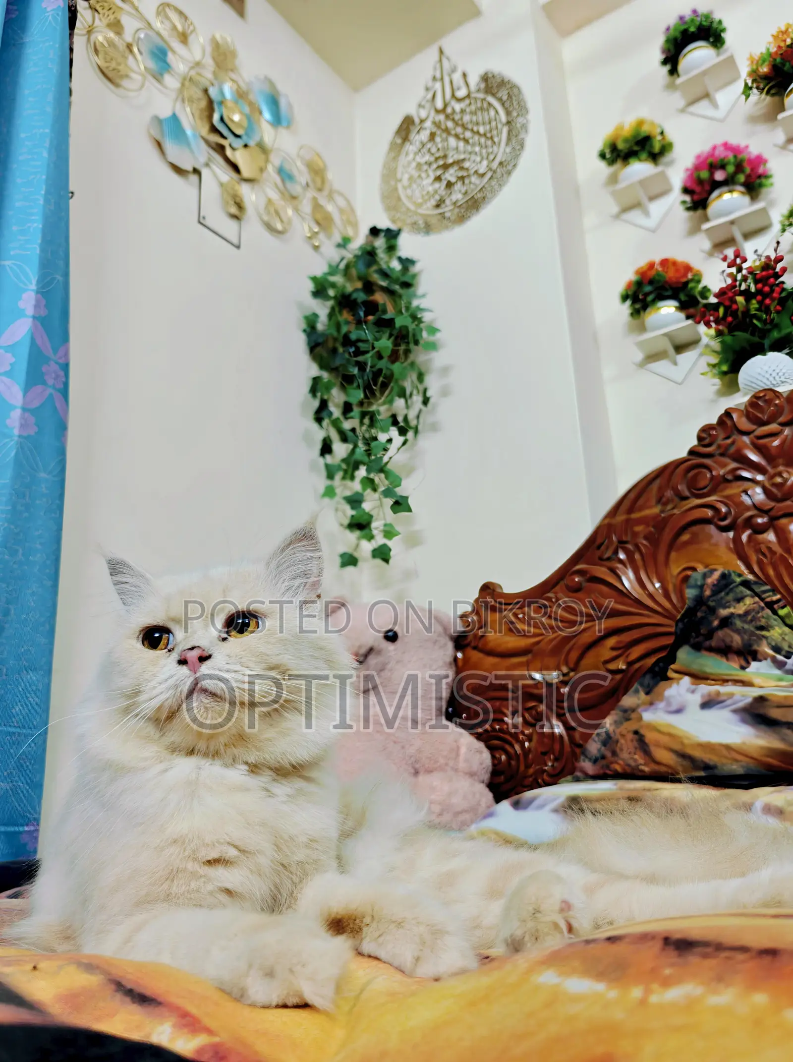 1+ year Male Purebred Persian