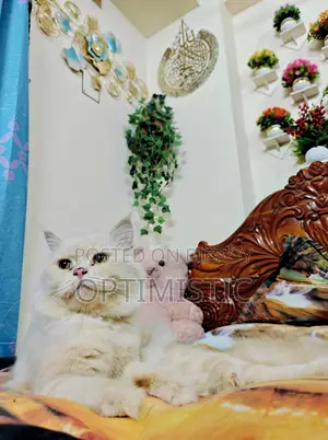 1+ year Male Purebred Persian