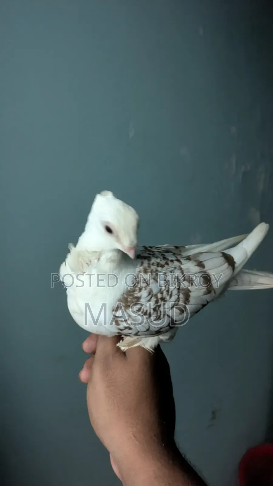 Some good quality fancy pigeons for sale